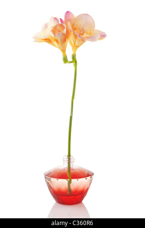 Parfum Flasche und gelben Blumen auf weißem Hintergrund Stockfoto