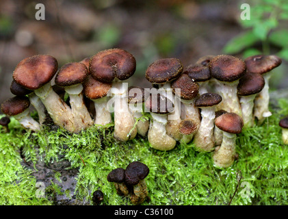 Dunkler Hallimasch Armillaria Solidipes, Physalacriaceae. (Armillaria Ostoyae, Armillariella Ostoyae, Armillariella Solidipes) Stockfoto