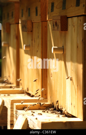 Westliche Honigbienen fliegen nahe dem Eingang von den Bienenstöcken. Stockfoto