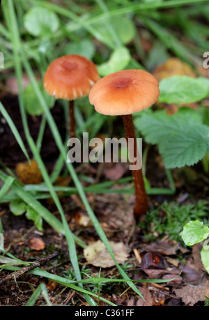 Die Betrüger oder wachsartige Lacktrichterling, Lacktrichterling Laccata, Hydnangiaceae. Stockfoto