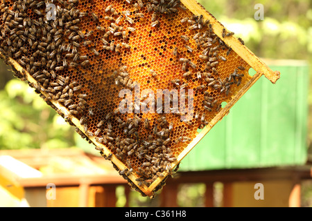 Westliche Honigbienen auf eine Honigwabe in den Holzrahmen. Stockfoto