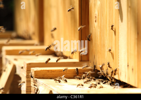 Westliche Honigbienen fliegen nahe dem Eingang von den Bienenstöcken. Stockfoto