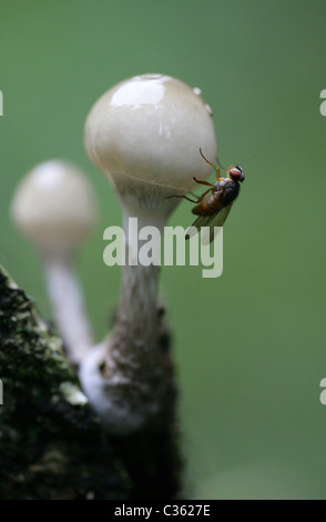 Fly, Herbst Stubenfliege oder Vieh fliegen, Musca Autumnalis, Muscidae, Diptera auf einen Porzellan-Pilz, Oudemansiella Mucida konfrontiert. Stockfoto