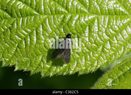 Männliche grün Longhorn Moth, Adela Reaumurella, Adelidae. Stockfoto