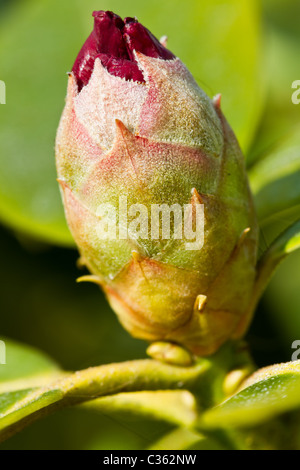 Nahaufnahme von Rhododendron Knospe nur bevor Sie beginnen zu blühen. Stockfoto