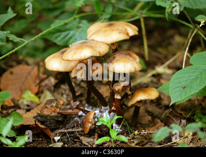 Ummantelten Stockschwämmchen oder Two-Toned Pholiota, Kuehneromyces Stockschwämmchen (Galerina Stockschwämmchen), Cortinariaceae Stockfoto