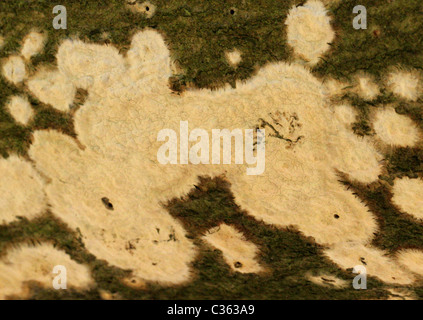 Faltige Kruste, Phlebia Radiata, Meruliaceae. Ein Resupinate Pilz. Stockfoto