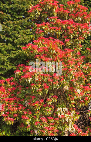 Pieris Strauch in voller Frühling Laub Stockfoto