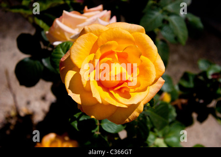 Eine gelbe Rose Stockfoto
