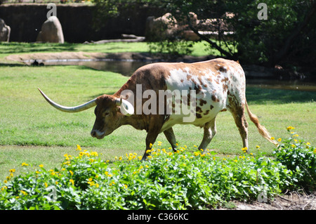 Eine Texas lange Horn Steuern zu Fuß und Beweidung Stockfoto