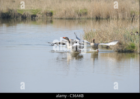 Graue Verzögerung Gans (Anser Anser) Herde ausziehen aus dem Wasser - Feder - Uitkerke Polder - Belgien Stockfoto