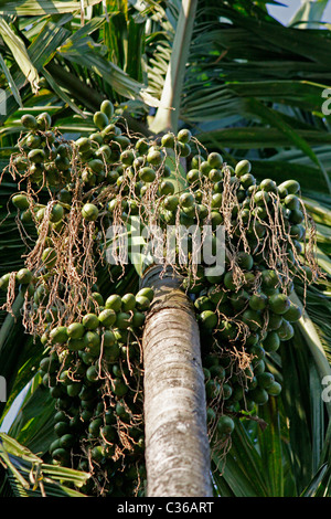 Areca Catechu, Betel Palm oder Betelnuss Baum, Miao, Arunachal Pradesh, Indien Stockfoto