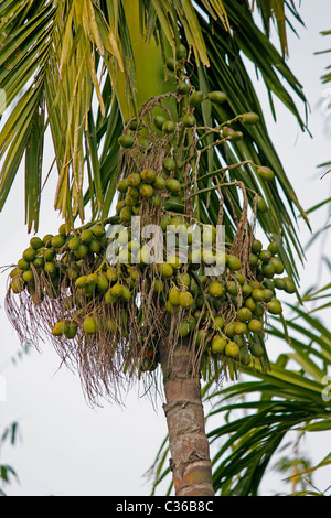 Areca Catechu, Betel Palm oder Betelnuss Baum, Miao, Arunachal Pradesh, Indien Stockfoto