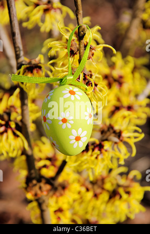 Osterstrauch Hamamelis - Hamamelis Strauch in der Osterzeit 06 Stockfoto