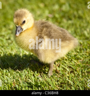 Neugeborenen Gosling Baby Gans (Toulouse), Hampshire, England, Vereinigtes Königreich. Stockfoto