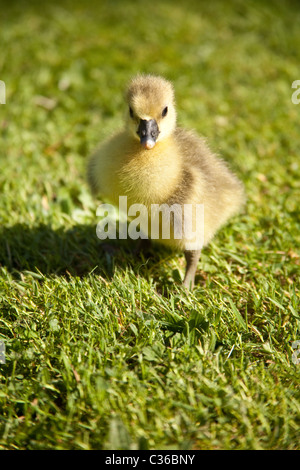 Neugeborenen Gosling Baby Gans (Toulouse), Hampshire, England, Vereinigtes Königreich. Stockfoto