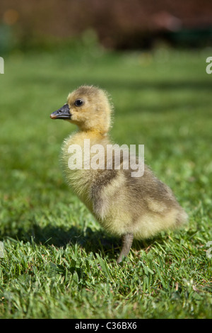 Neugeborenen Gosling Baby Gans (Toulouse), Hampshire, England, Vereinigtes Königreich. Stockfoto