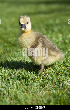 Neugeborenen Gosling Baby Gans (Toulouse), Hampshire, England, Vereinigtes Königreich. Stockfoto