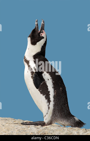 Afrikanische Pinguin (Spheniscus Demersus) ruft während der Paarungszeit, Boulders Beach, Südafrika Stockfoto