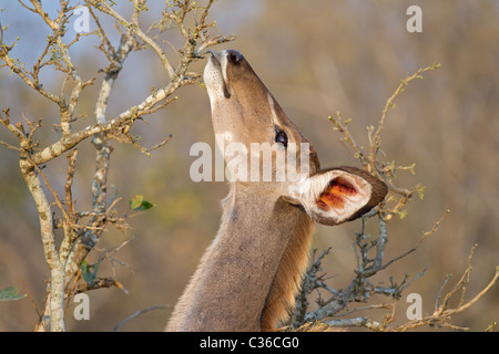 Porträt von eine Fütterung Kudu-Antilope (Tragelaphus Strepsiceros), Krüger Nationalpark, Südafrika Stockfoto