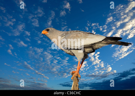 Blasse Gesangs Habicht (Melierax Canorus) vor einem blauen Himmel mit Wolken, Südafrika Stockfoto