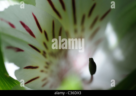 Nahaufnahme von Lilly Blume, Blütenblätter und Staubfäden Stockfoto