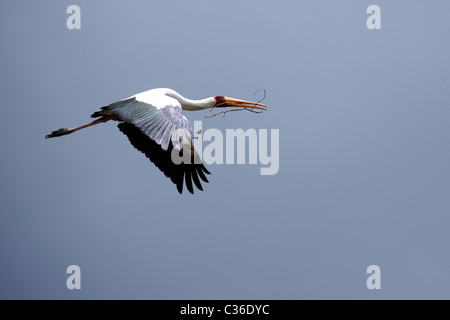 Gelb in Rechnung Storch im Flug, Tansania Stockfoto