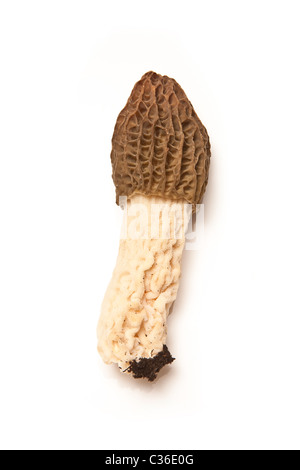 Morel Pilz isoliert auf einem weißen Studio-Hintergrund. Stockfoto