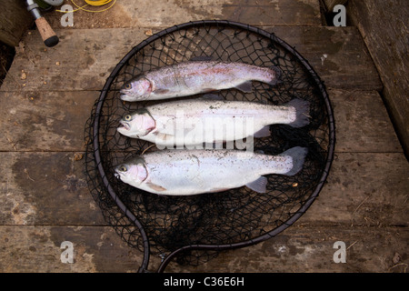 Drei Regenbogenforellen in einem Kescher, Essex, England, Vereinigtes Königreich. Stockfoto