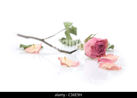 Nahaufnahme einer einzigen getrocknete rosa Rose auf weißem Hintergrund Stockfoto