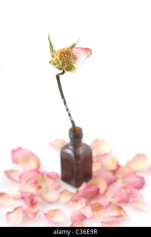 Nahaufnahme einer einzigen getrocknete rosa Rose auf weißem Hintergrund Stockfoto