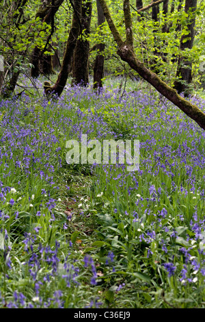 Glockenblumen & wilden Gänseblümchen im Wald in Somerset Stockfoto