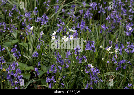 Glockenblumen & wilden Gänseblümchen in Somerset Feld Stockfoto