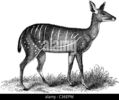 Buchillustration des 19. Jahrhunderts, 9. Ausgabe der Encyclopaedia Britannica, vorgespannt Antilope (1875) entnommen Stockfoto