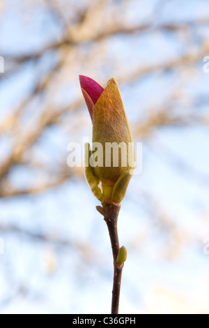 Makroaufnahme einer frische Magnolien blühen am Himmelshintergrund Stockfoto