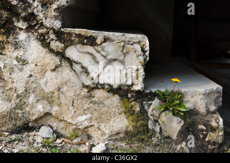 alte Treppen und eine kleine gelbe Blume Stockfoto