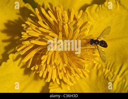 Kleine gelbe Blume mit fleißige Biene. Stockfoto