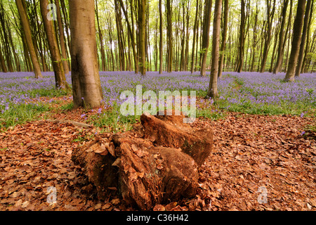 Eine kleine Bluebell Holz in Hampshire bei Sonnenaufgang. Stockfoto