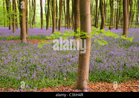 Ein Teppich aus Glockenblumen in einem Wald in der Nähe von Micheldever, Hampshire. Stockfoto