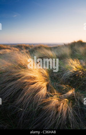 Berrow Dünen. Somerset. England. VEREINIGTES KÖNIGREICH. Stockfoto