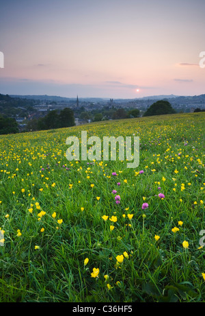 Wildblumen auf Bathwick Hill im Frühjahr mit Bad in der Ferne. Bad. Somerset. England. VEREINIGTES KÖNIGREICH. Stockfoto