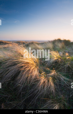 Berrow Dünen. Somerset. England. VEREINIGTES KÖNIGREICH. Stockfoto