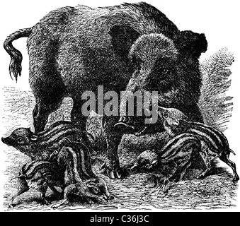 Buchillustration des 19. Jahrhunderts, 9. Auflage (1875) der Encyclopaedia Britannica von Wildschweinen entnommen Stockfoto