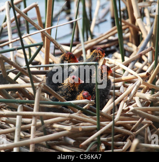 Blässhuhn Küken im nest Stockfoto