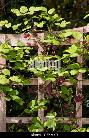 Spalier mit Akebia Quinata drüber kriechen. Stockfoto