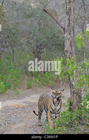 Tiger, Knurren (Flehmen Display) auf einem Waldweg in Ranthambhore an einem nebligen Morgen Stockfoto