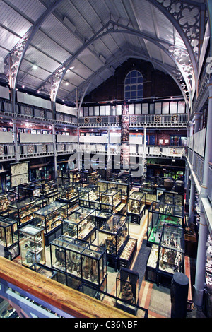 Oxford University Museum of Natural History Stockfoto