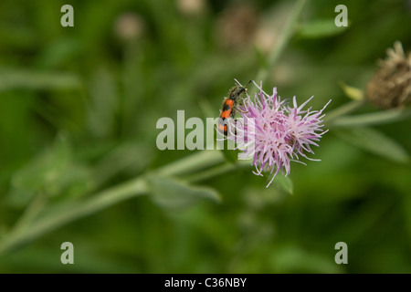 bestäuben Sie rot gestreifte Insekten auf lila Blüten, auf grüner Natur Hintergrund Stockfoto