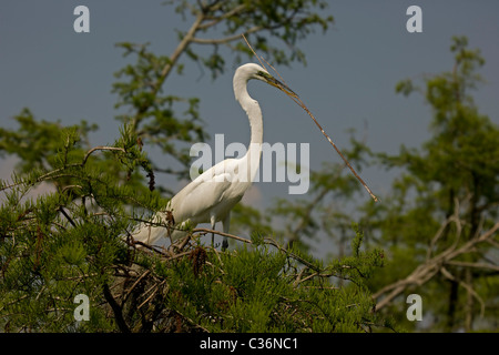 Silberreiher (Casmerodius Albus) während des Fluges mit Verschachtelung Materialien - Louisiana, USA Stockfoto