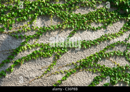 Vorderansicht der Kletterpflanze auf Betonwand Stockfoto